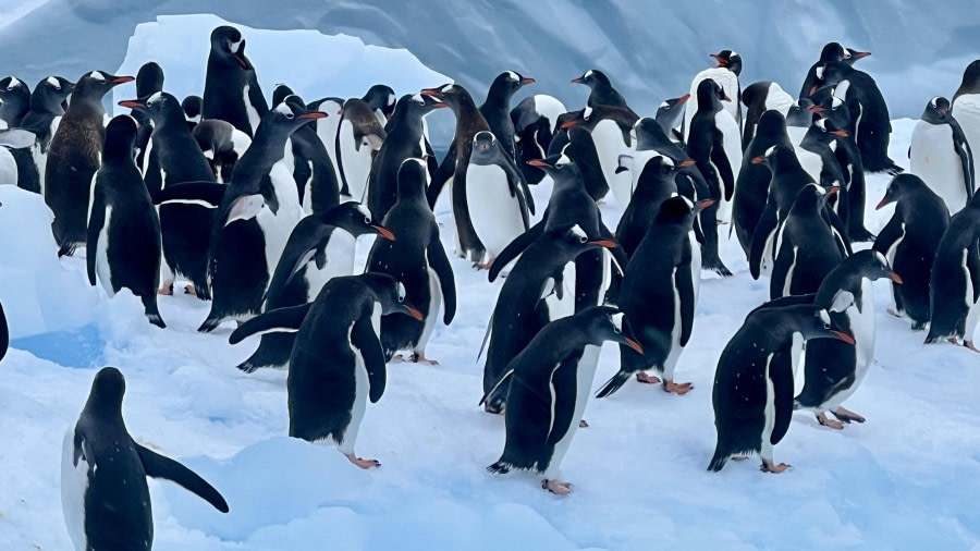 Penguins
