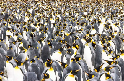Falkland Islands - South Georgia - Antarctica