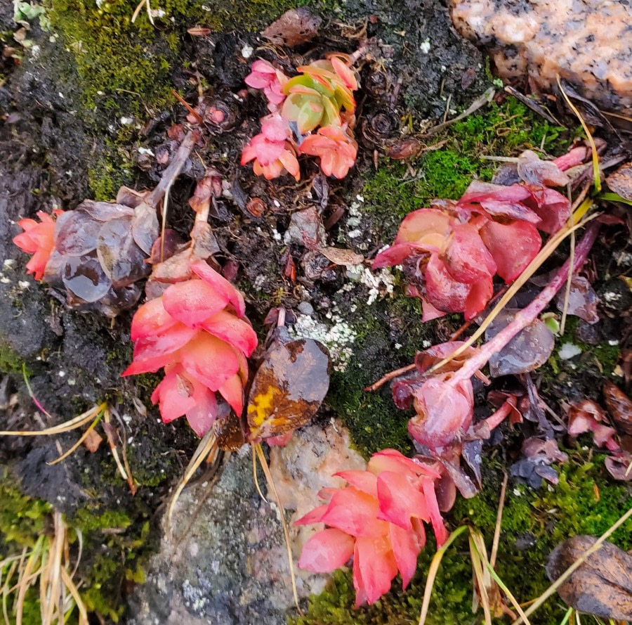 Greenland plants