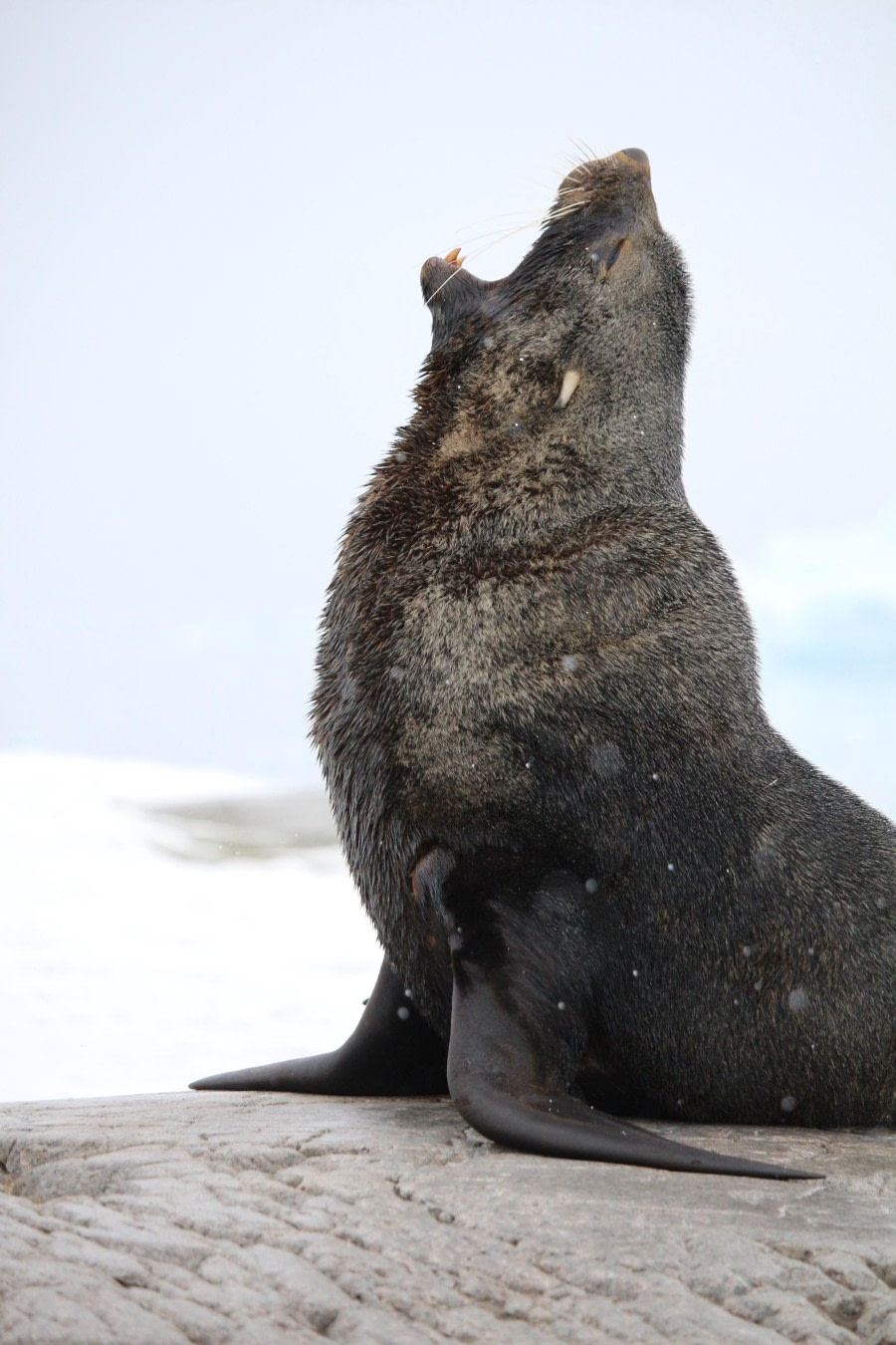 Singing in the snow
